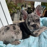 Adorable French Bulldog Puppies for adoption in Okinawa, Japan
