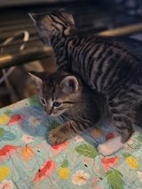 Sweet, Adorable Kittens in DeRidder, Louisiana