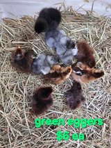 Easter Egger/Olive Egger Chicks in DeRidder, Louisiana