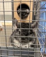 7 Month Old Standard Grey Male Chinchillas Up for Adoption in Chicago, Illinois