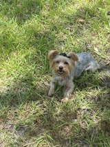 YORKSHIRE “YORKIE” TERRIER in Moody AFB, Georgia