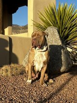 xl pitbull stud in Alamogordo, New Mexico