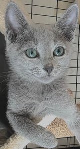 russian blue kittens in Los Angeles, California