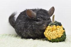 10 Year Old Locken (Curly) Male Chinchilla Up for Adoption -- "Jojo" in Chicago, Illinois
