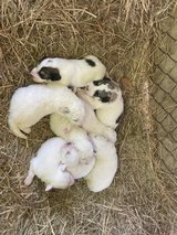 Great Pyrenees puppies in DeRidder, Louisiana