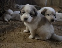 Livestock Guardian Dogs in Kingwood, Texas