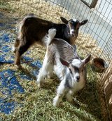Nigerian Dwarf Goat Kids in Leesville, Louisiana