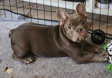 2 ( frenchies) in 29 Palms, California