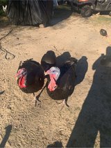 Thanksgiving Pardon in Leesville, Louisiana