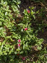 plant cuttings in Alamogordo, New Mexico