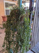 plant cuttings in Alamogordo, New Mexico