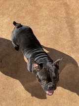 MISSING DOG in Perry, Georgia