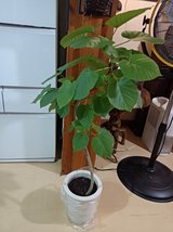 4ft Tall Tree in Okinawa, Japan