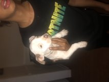 Pitbull puppies in DeRidder, Louisiana