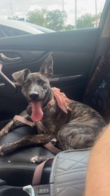 husky mix with wolf dna in Leesville, Louisiana