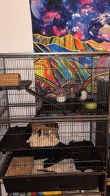 Pet rats plus rat cage in Grafenwoehr, GE