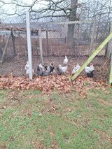 Chickens in Fort Leonard Wood, Missouri