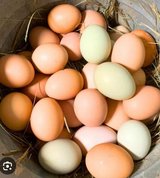 Fresh Eggs in Beaufort, South Carolina