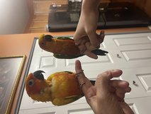 Sun Conures in Aurora, Illinois