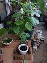 4ft Tall Umbellata Tree in Okinawa, Japan