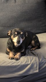 Free to a good home in Leesville, Louisiana