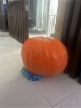 GIANT PUMPKIN in Okinawa, Japan
