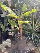 Banana Tree in Okinawa, Japan