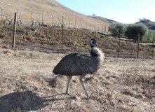 Male Emu for sale in Chicago, Illinois