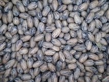 Pecans in Alamogordo, New Mexico