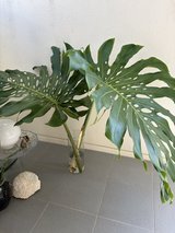 Large Monstera plant in Okinawa, Japan
