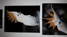 Parrots Eggs, To Matured Babies Text. +15106174386 Maria Moree... in Okinawa, Japan