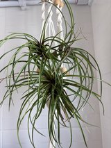 Airplants in Okinawa, Japan