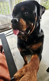 male rott to experienced owner or rescue in Leesville, Louisiana