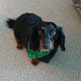 Looking for a white christmas tree in Alamogordo, New Mexico