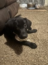 Black Lab Female in Fort Benning, Georgia
