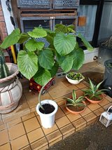 Umbellata Tree in Okinawa, Japan