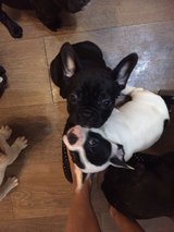 Home Trained Frenchies Need good home.. in Wiesbaden, GE