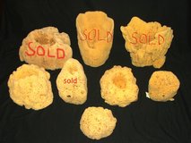 Tropical Sponge Display Assortment * Jumbo Vases * Giant Grass * Plus More NEW $40 / All in Wheaton, Illinois