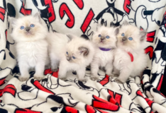 Ragdoll kittens for sale.  Pure Ragdoll Kittens Ready Now in Ramstein, Germany