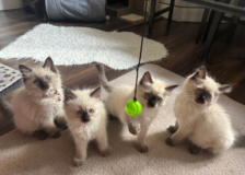 Ragdoll Kittens for Xmas in Baumholder, GE