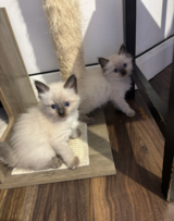 Ragdoll Kittens for Xmas in Stuttgart, GE