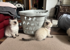 Ragdoll Kittens for Xmas in Wiesbaden, GE