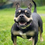 Martini Is Still in Rescue Looking For A Forever Home in Roseville, California