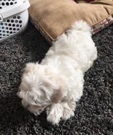 Maltese Out To Good Home.. in Okinawa, Japan