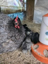 Giant Cochin chicks in Leesville, Louisiana