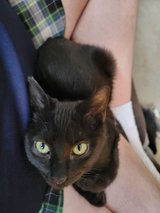 Free kitten to good home in Leesville, Louisiana