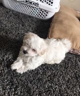 Maltese Good Home Seeking Puppies.. in Mannheim, GE