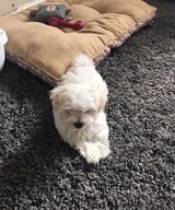 Babyface Maltese Puppies in Baumholder, GE