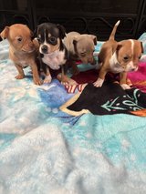 Chihuahua dachshund mix puppies in Camp Lejeune, North Carolina