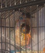 4 finch and cage in Fort Knox, Kentucky